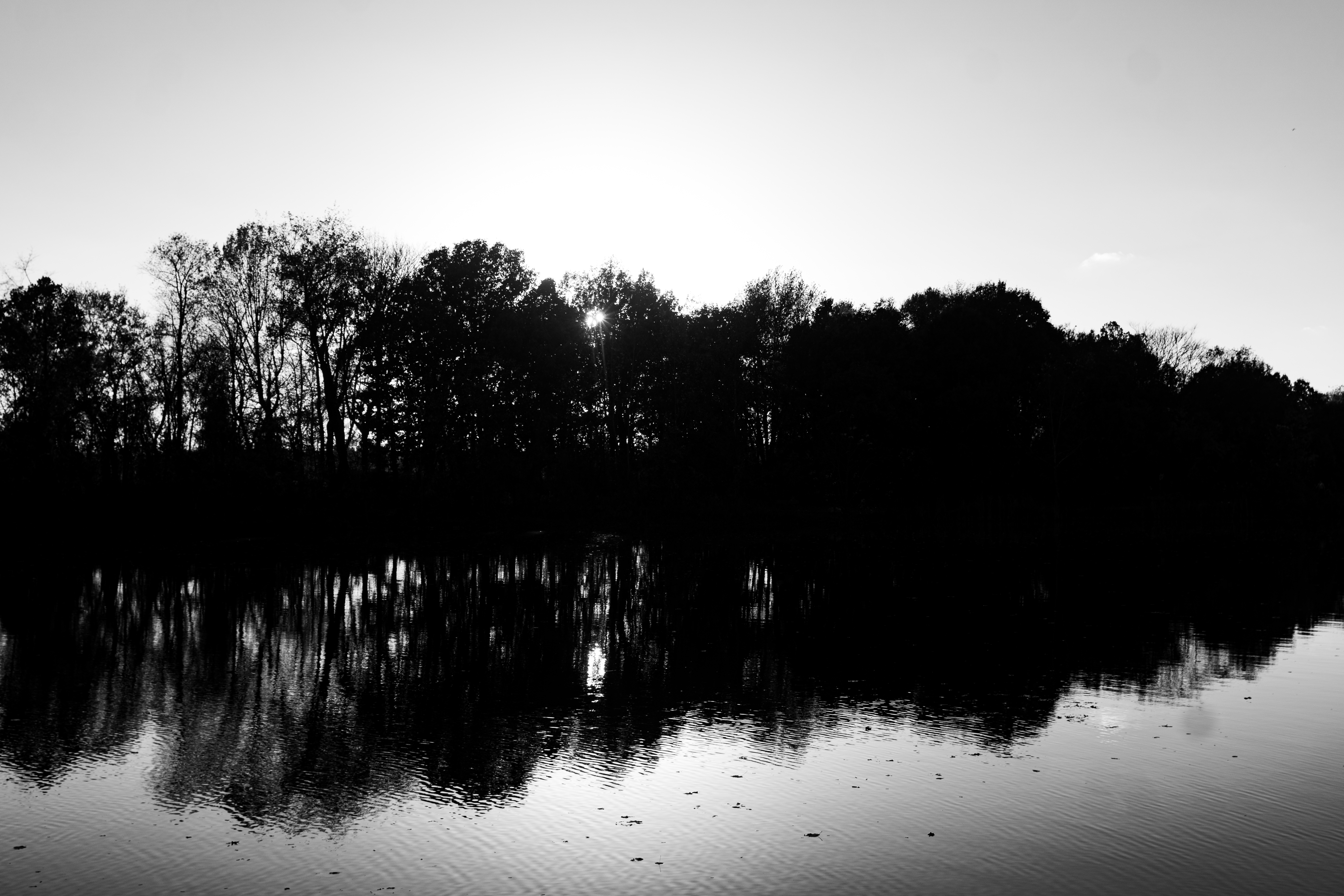 reflected trees
